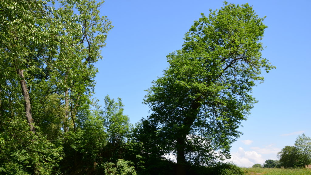 woher hier wohl der Wind weht...